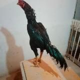 ТОШКЕНТ ЛИДЕР