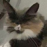 Марсовасия