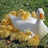 утята в лукошке