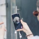 хвостатые кружочки