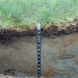 Под сурдинку обсудим