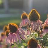 ГЕНЕРАЛ ГАВС