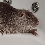 Усатые ластоногие