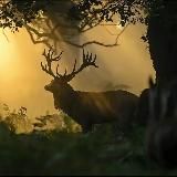 Buck'skin 𐦍 Архив лошадей одного оленя 𐦍 Породы и масти лошадей со всего мира