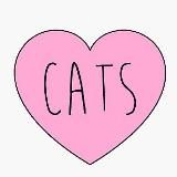 КотоМанечка (Коты Котики Котята)