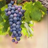 ВиноГрад: клуб вкусных путешествий.