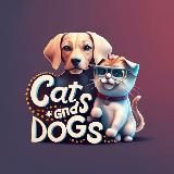 Кошечки-собачки