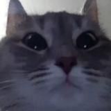 Прошмандовки Азербайджана