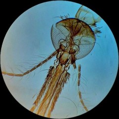 Микроскоп | Наука и животные