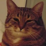 Сплетни невролога