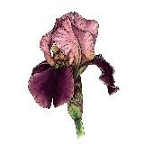 @kat_kazakova_art - цветы, акварель и графика