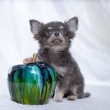 Купить чихуахуа