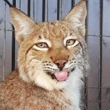 Рысиные будни