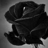 Black Rose ®