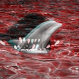 Дельфины чатик💦🐬💦