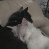 МОДЫ | на гача клуб/лайф💥