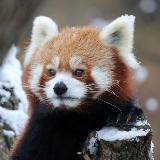 Пандюшкин. Red panda.