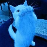 Qqpicture/Щитпосты