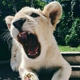 Мой Гороскоп🔝