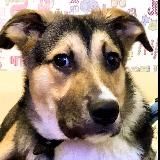 сучка из сериала евангелион