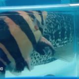 Datnioides aka Indo Tiger Singapore Only