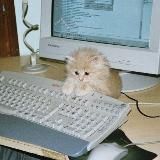 кибер-мем война