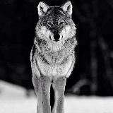 BIBLIOTECA ANTI MATRIX-ITA