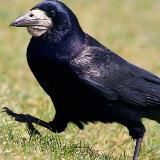 Альянс Грачей