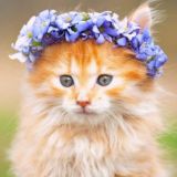 Мурр-Мяяу Chat