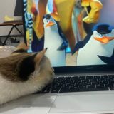 Коты - боги вселенной