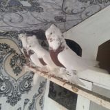 🕊ISHQIVOZLAR N_1🕊