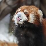 Мимимишки | канал о животных