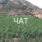 Vетки Ростов чат