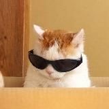 кис кис кис