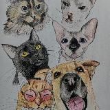 Пятикотовье и шабака