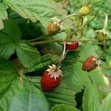 Смузи и Детокс ❤️