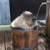 капибары на каждый день