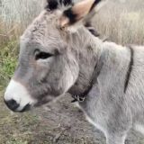 БОТИЧЕЛИ Family