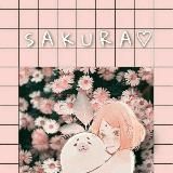 sakura