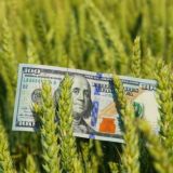 🌾 АгроБіржа | Зерно • Бобові • Олійні