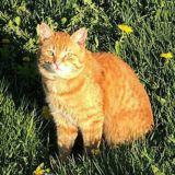 Кот Рогачука. Брест