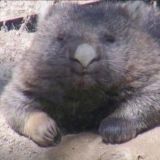 Добрый другочат