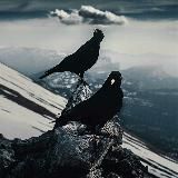 Чёрный вестник