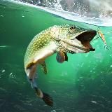 Русская Рыбалка