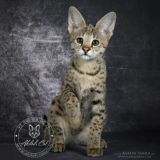 Akilah_cat Savannah Caracat