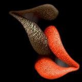 Первый Сексологический | Здоровье | Сексология