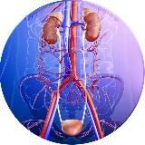 Мочеполовая система🌊