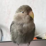 Бо, его друзья и наконец-то вывожук!