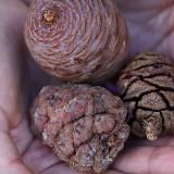 Кедровый Питомник