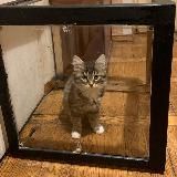 кощки эщница Варвара-заточка и Майорка Картощка